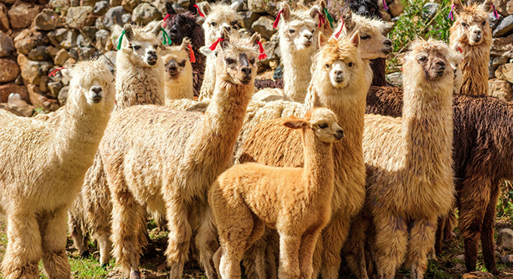 Benefits Of Alpaca Wool (Part 1 Of 2)