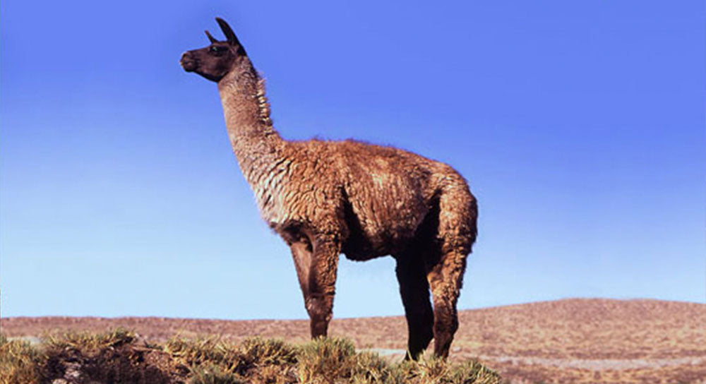 South American Camelids: Llama (Part 3 Of 5)