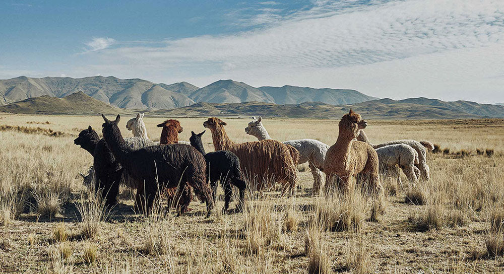 Learn More About Alpacas