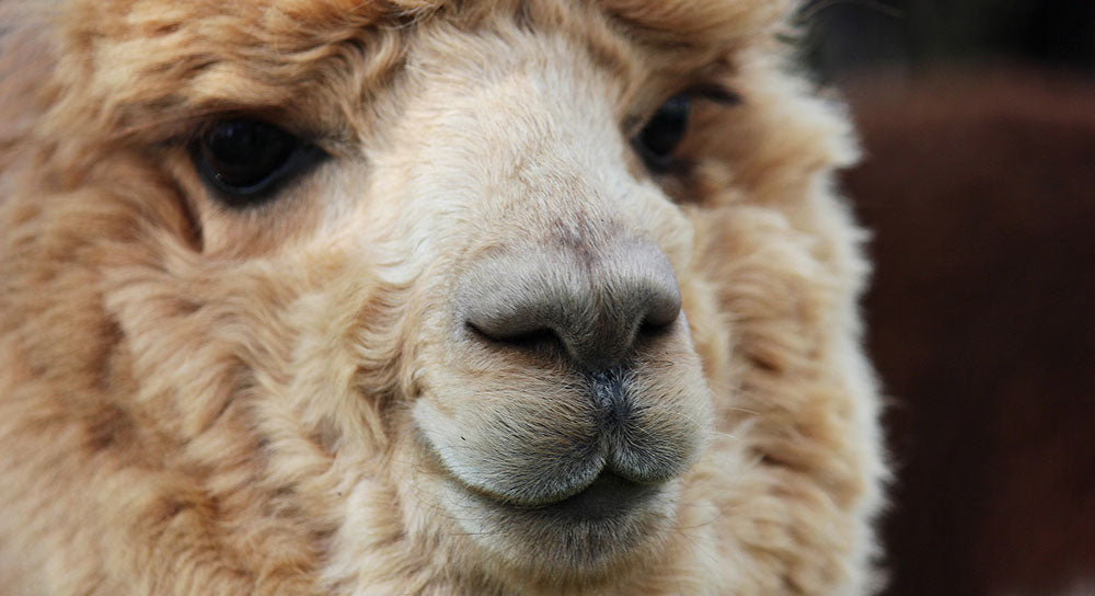 Why Alpaca Is Socially Responsible?